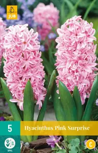 Hyacinthus Pink Surprise