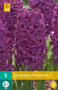 Hyacinthus Woodstock