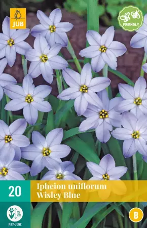 Ipheion un. Wisley Blue