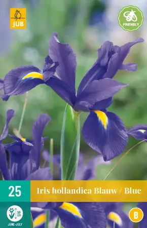 Iris hollandica Blauw