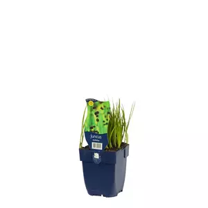 Juncus ensifolius