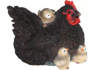 Kip Met Kuikens