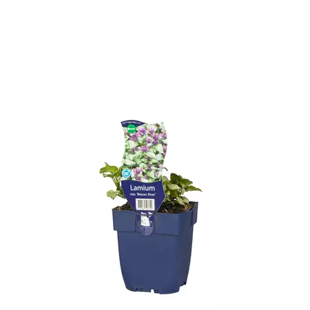 Lamium mac. 'Beacon Silver'