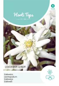 Leontopodium alpinum, Edelweiss