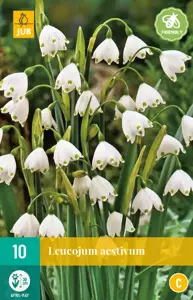 Leucojum aestivum