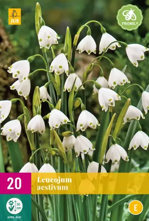 Leucojum aestivum