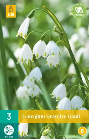 Leucojum Gravetye Giant