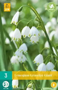 Leucojum Gravetye Giant