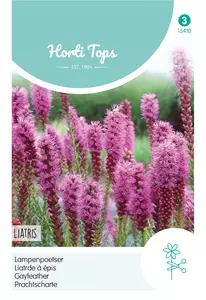 Liatris, Lampenpoetser purperrose