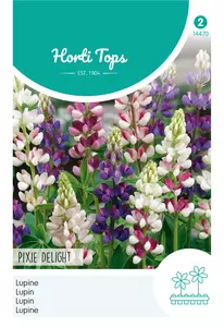 Lupinus, Lupine Pixie Delight