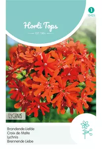 Lychnis, Brandende Liefde