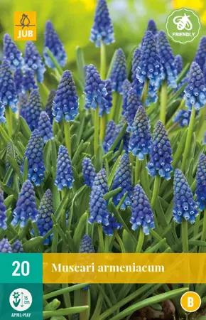 Muscari armeniacum