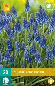 Muscari armeniacum