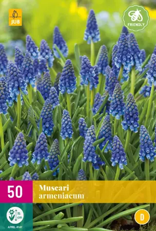 Muscari armeniacum