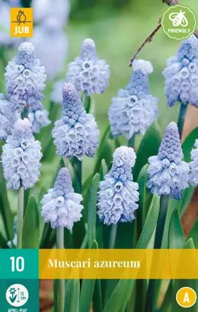 Muscari azureum