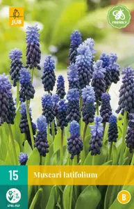 Muscari latifolium