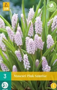 Muscari Pink Sunrise