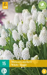 Muscari White magic