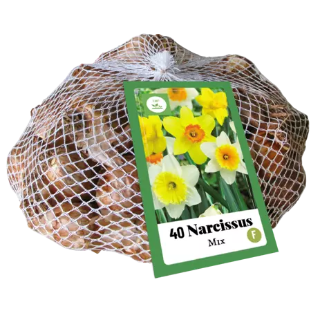 Narcissus Mix