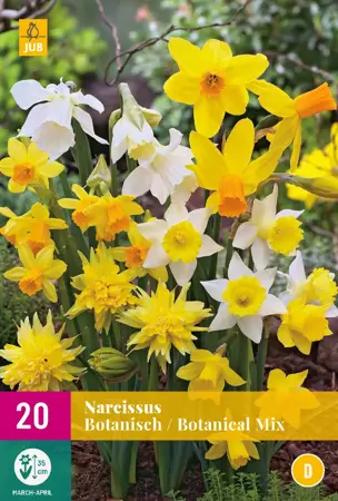 Narcissus Botanical Mix