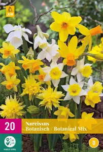 Narcissus Botanical Mix