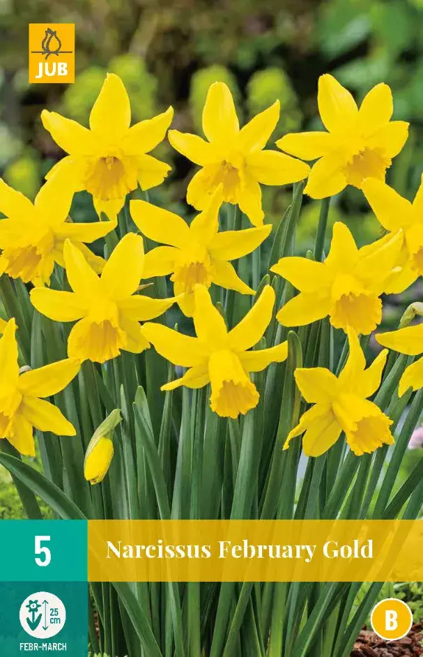Narcissus February Gold - Tuincentrum van Ee - Groot assortiment aan Groen!