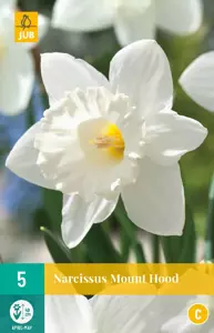 Narcissus Mount Hood