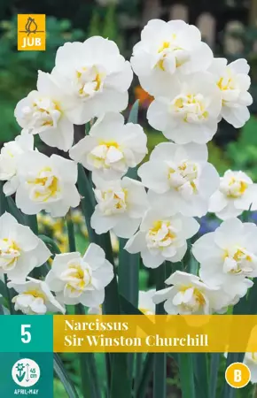 Narcissus Sir Winston Churchill