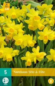 Narcissus Tête-à-Tête