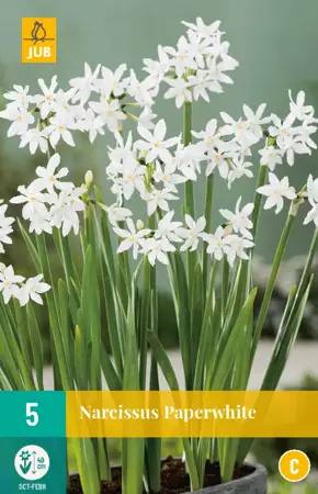 Narcissus Paperwhite