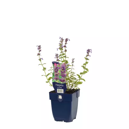 Nepeta rac. 'Grog'