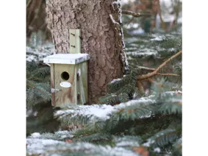 Nestkast winterkoning - afbeelding 4