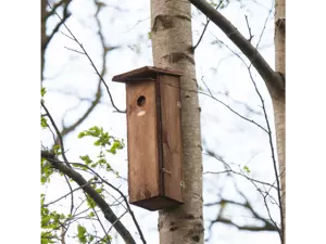 Nestkast grote bonte specht - afbeelding 3