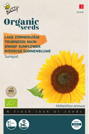 Zonnebloem laag Sunspot