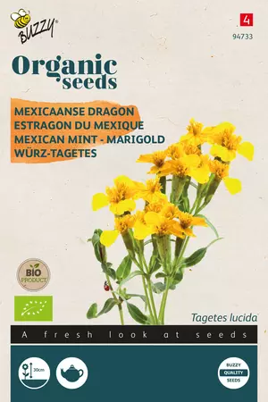 Tagetes Lucida, Mexicaanse dragon