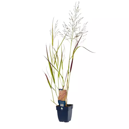 Panicum virg. 'Rehbraun'