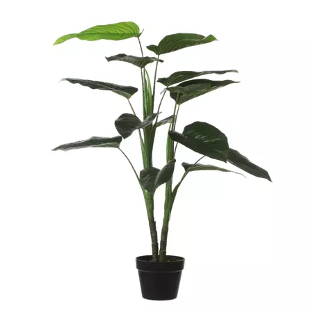 Philodendron in d70h100cm groen