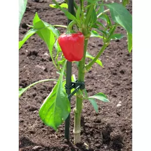 PLANTENSTAAK 210 CM - Ø 16 MM - afbeelding 2