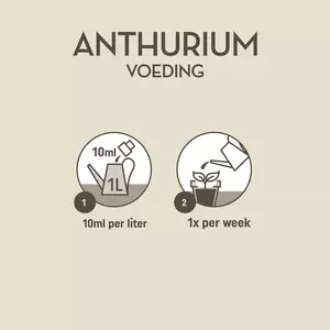 Pokon Anthurium Voeding 250ml - afbeelding 3