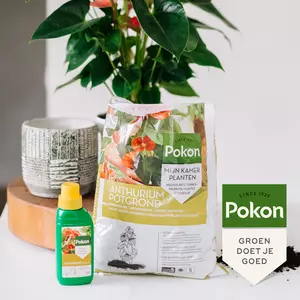 Pokon Anthurium Voeding 250ml - afbeelding 5