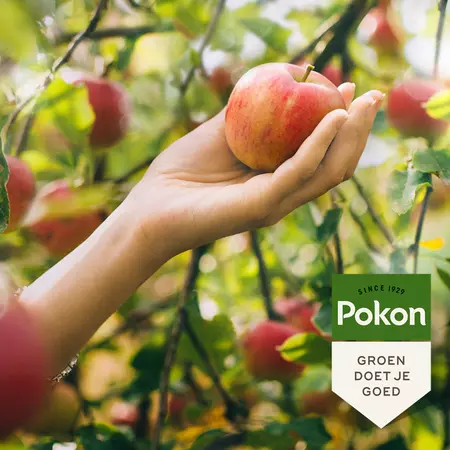 Pokon Bio Fruitbomen Mest 1kg - afbeelding 4