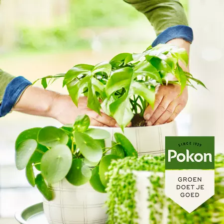Pokon Bio Groene planten Voeding 500ml - afbeelding 4
