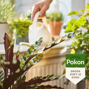 Pokon Bio Kamerplanten Voeding 1L - afbeelding 4