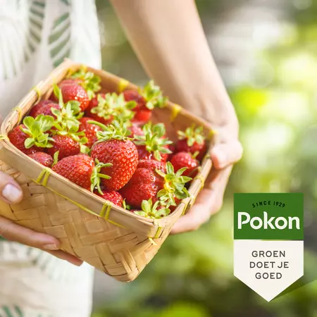 Pokon Bio Kleinfruit Mest 1kg - afbeelding 4