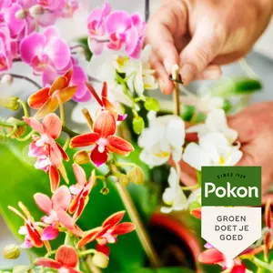 Pokon Bio Orchidee Voeding 250ml - afbeelding 4