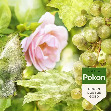 Pokon Bio Plantkuur Schimmelgevoelige Planten Spray 750ml - afbeelding 4