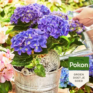 Pokon Bio Potgrond Hortensia 30L - afbeelding 4