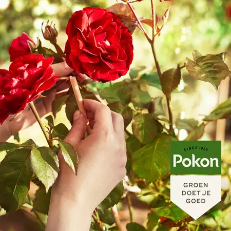 Pokon Bio Potgrond Rozen 30L - afbeelding 4