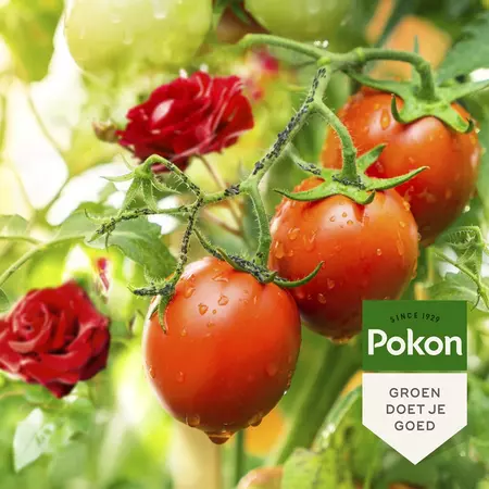 Pokon Bio Tegen Insecten Polysect GYO Concentraat 200ml - afbeelding 4