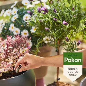 Pokon Bio Terras & Balkon Planten Voedingskegels 40st - afbeelding 4